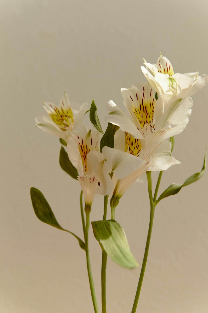 signification des fleurs de lys blancs à un mariage